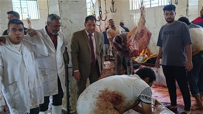 في ثاني أيام العيد.. ذبح 66 عجلا وتوزيع لحومها على 13 ألف أسرة بالأقصر
