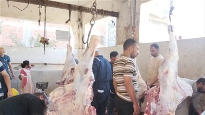 مجازر دسوق بكفر الشيخ تستقبل 343 أضحية خلال أيام عيد الأضحى المبارك