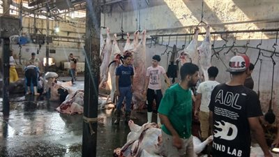 محافظ الجيزة: ذبح 4300 أضحية داخل المجازر الحكومية حتى ثالث أيام عيد الأضحى