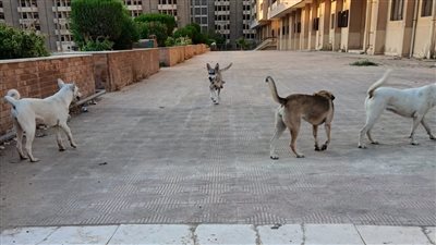 بعد شكوى بعضهن.. مصدر بمدينة الطالبات بجامعة الأزهر: نعمل على إنهاء أزمة الكلاب ونناشد الطالبات عدم وضع الطعام لها
