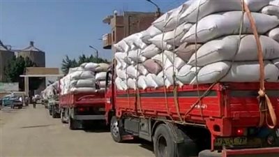 بني سويف تتجاوز 275 ألف طن قمح محلي منذ انطلاق موسم التوريد