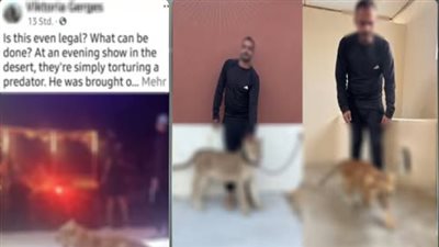 لتحقيق أرباح مادية.. ضبط شخص استخدم أسدين دون ترخيص لتقديم عروض ترفيهية بجنوب سيناء