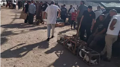 محافظ الدقهلية يتابع نقل سوق الحمام إلى سوق السيارات بالمجزر بحي غرب المنصورة