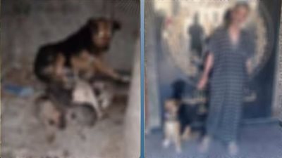 سبّب لسيدة الخوف والذعر.. القبض على شخص لتربيته كلبًا بمدخل عقار سكني في حي الخليفة بالقاهرة