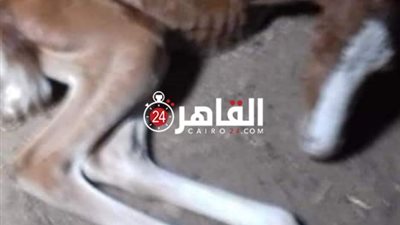 ولادة مهرة بدون قدمين أماميين غرب الأقصر