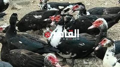 زراعة دمياط : لدينا 11 مزرعة أمهات بط بطاقة 17650 بطة وتنتج 2 مليون بيضة سنويا