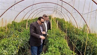 3020 صوبة زراعية لإنتاج الخضروات في دمياط