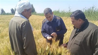 زراعة بورسعيد تستعد لضم 15600 فدان قمح (صور) 