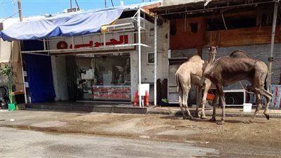 مجلس مدينة بورفؤاد يحرر محضر ذبح بالطريق العام لأحد الجزارين 