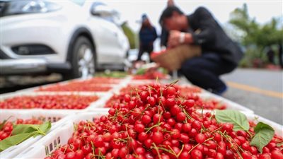 أشجار الكريز في بلدة بينغشان جنوب غربي الصين