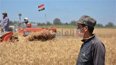 توريد 1200 طن قمح لصوامع وشون بورسعيد 