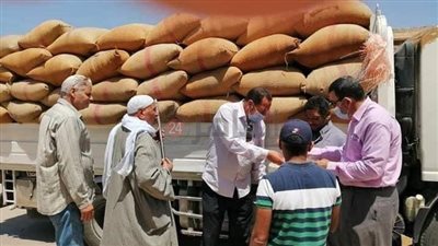توريد 400 طن من القمح بالقصاصين في الإسماعيلية (صور)