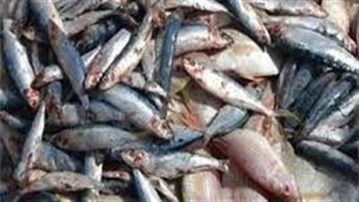 ضبط 125 كجم أسماك مملحة غير صالحة للاستهلاك الآدمي في سوهاج 