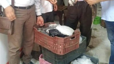 ضبط 200 كجم أسماك فاسدة بحملة تموينية في سوهاج
