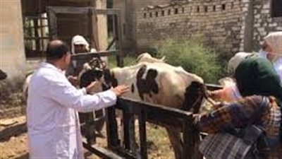 حملات مكثفة لتطعيم الماشية ضد الحمى القلاعية بدمياط