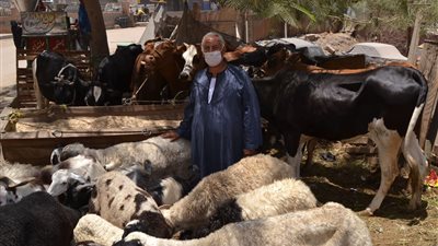 الجيزة تحظر إقامة شوادر بيع الأضاحي بالشوارع
