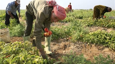 نقيب الفلاحين يكشف فوائد زراعة المحاصيل الملحية