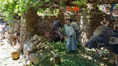 تحصين 3000 رأس ماشية ضد الأمراض بالمنيا.. والمجازر الحكومية تستعد لاستقبال عيد الأضحى