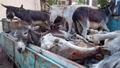 القبض على المتهمين بذبح الحمير في المنوفية