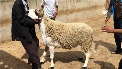 سُنن للمضحي إذا أراد الأضحية.. تعرف عليها