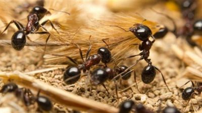 زيت النعناع والليمون.. طرق طبيعية للقضاء على النمل نهائيًا 