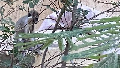 فريق لاصطيادهم.. الزراعة تعلق على واقعة انتشار قرود بحدائق الأهرام