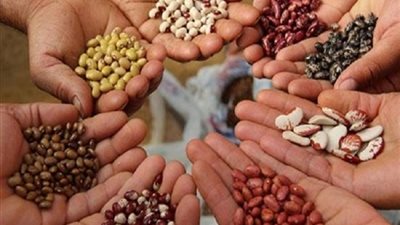 نقيب الفلاحين: افتتاح منافذ لتوزيع التقاوي يصب في مصلحة المزارع