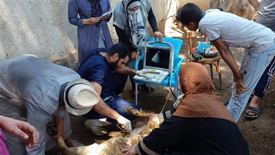 الزراعة: علاج 6000 رأس ماشية مجانًا في المنوفية 