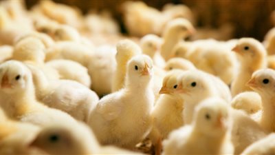 txt