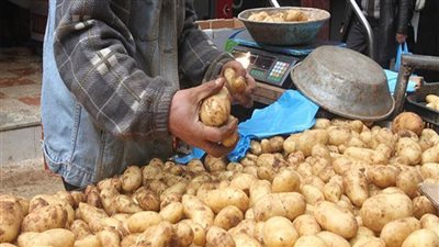 شعبة الخضراوات: ارتفاع سعر كيلو البطاطس لـ 20 جنيها رغم زيادة المعروض 