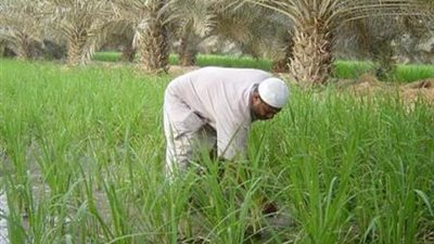 حماية الأراضي بوزارة الزراعة: الفلاحون جنود مصر الخضراء.. وإنجاز 591 مشروعًا لخدمتهم 