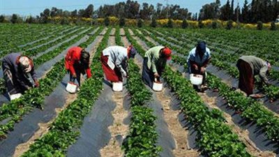  في عيد الفلاح.. 4 محاصيل زراعية حققت طفرة استثنائية خلال 2021