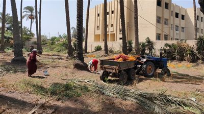 «ياطالع النخل هاتلى معاك بلحة» بدء موسم حصاد البلح بالغربية| صور