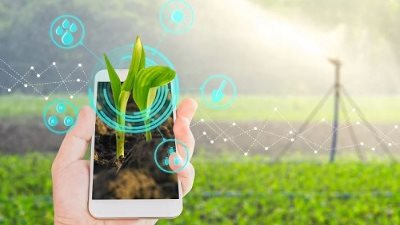 رئيس قطاع المتابعة الزراعية: تطبيق هدهد مُرشد إلكتروني مجاني لخدمة الفلاح 