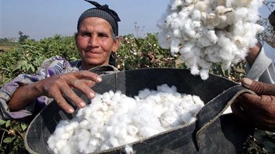 الزراعة: نظام التسويق ساهم في تعافي ونهوض محصول القطن