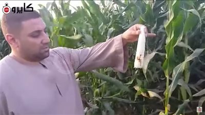 دودة الحشد الخريفية تقضي على آمال المزارعين في محصول الذرة الشامية بسوهاج