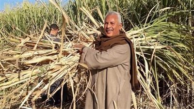 نقيب الفلاحين: محصول القصب مهدد بالتقليع لهذا السبب 