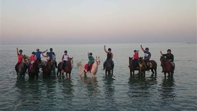 بيطري البحر الأحمر: يحذر من خطورة التلوث بسبب رحلات الخيل بالشواطئ | صور