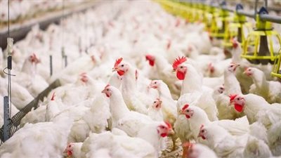 32 جنيها كيلو الفراخ البيضاء.. استمرار ارتفاع أسعار الطيور بالأسواق