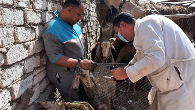 تحصين 24 ألف من الثروة الحيوانية ببني سويف