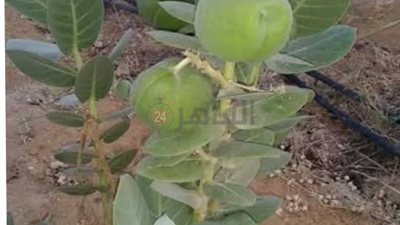 وقاية النباتات تكشف حقيقية وجود العشار الباسق في المناطق الصحراوية.. وهذه فوائده
