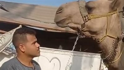 على طريق إيهاب العمدة وشاروخان الغلابة.. قلبظ الرحال يستعد للسفر من قنا للقاهرة بواسطة جمل