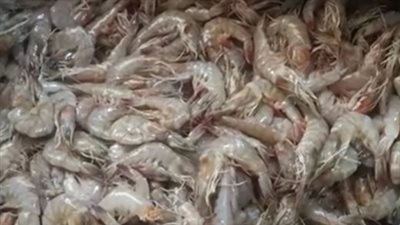 الجمبري بـ 80 والبوري بـ 40.. تعرف على أسعار الأسماك بسوق الإسماعيلية | فيديو