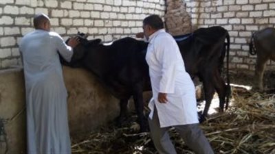 الزراعة: الخدمات البيطرية تفحص 191 ألف رأس ماشية و122 ألف طائر ضمن القوافل المجانية