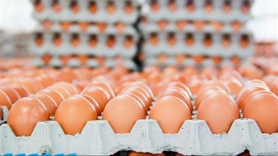 سعر كرتونة البيض اليوم الاثنين 27 أبريل 2027.. جملة وتجزئة