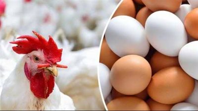 تعرف على أسعار الدواجن والبيض اليوم الخميس 24-2-2022
