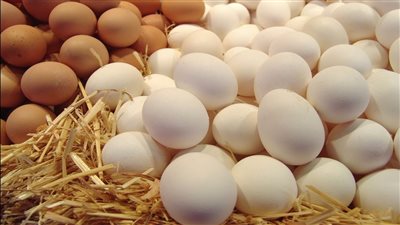 انخفاض سعر طبق البيض بالأسواق والكرتونة لـ43 جنيهًا