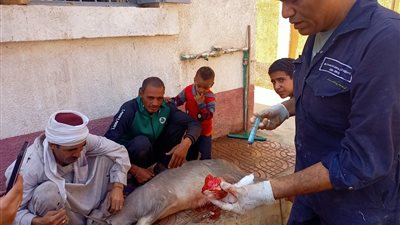 بحوث التناسليات الحيوانية ينظم 6 قوافل بيطرية إلى قرى الأقصر