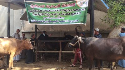 معهد بحوث التناسليات يطلق 6 قوافل بيطرية مجانية بسوهاج 