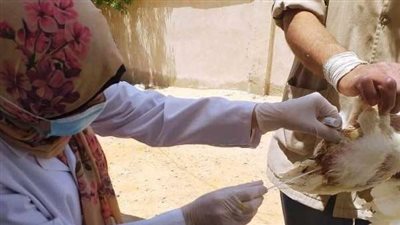 من بيت لـ بيت.. 145 ألف جرعة ضد إنفلونزا الطيور بالشرقية | صور